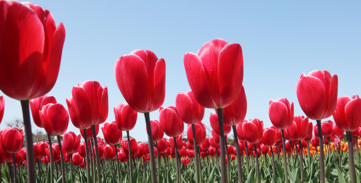 임자도 튤립축제