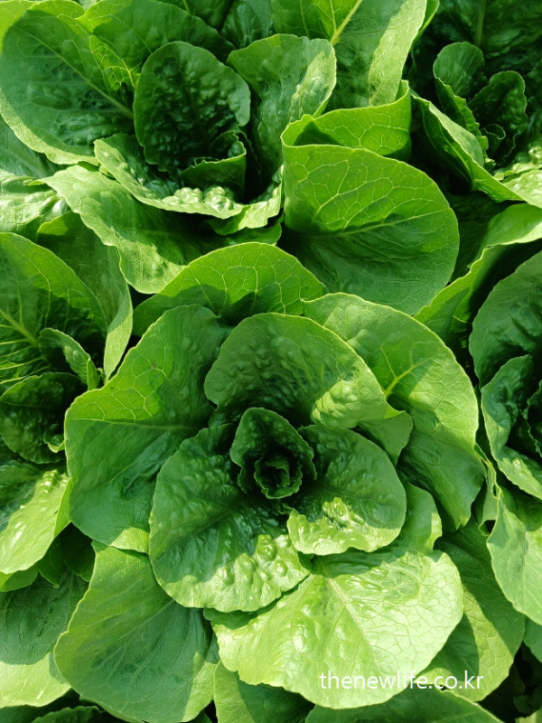 Close-up of romaine and butterhead hybrid lettuce with rounded center and thick green leaves-중심이 둥글게 말린 로메인과 버터헤드 교잡종 상추의 근접 사진