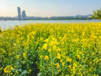 서래섬 유채꽃 축제 2025 서울 봄꽃 명소_4