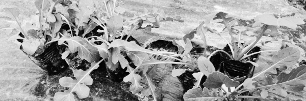 루꼴라 키우기: 루꼴라 모종