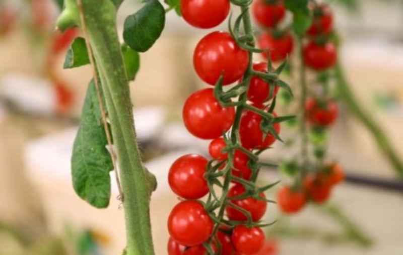 솔라닌 부작용을 피하는 방법