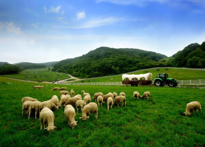 대관령 하늘목장