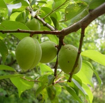 매실 효능과 부작용 고르는법 칼로리