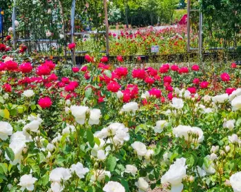 울산대공원 장미축제_23