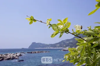 우리나라 특산식물 댕강나무와 댕강나무 꽃말 꽃댕강나무_19