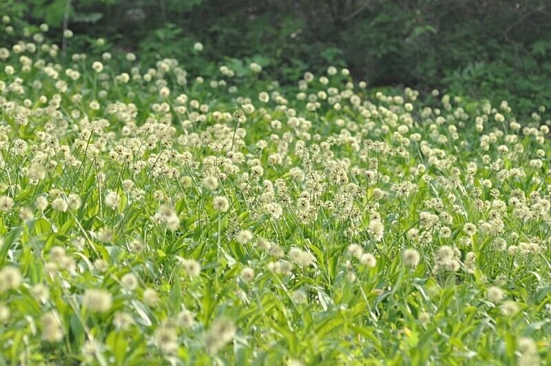 생생정보 수확의 달인 강원도 홍천 오대산 봄철 대표 봄나물 산마늘 주문방법 미쁨농장 산마늘 구매방법