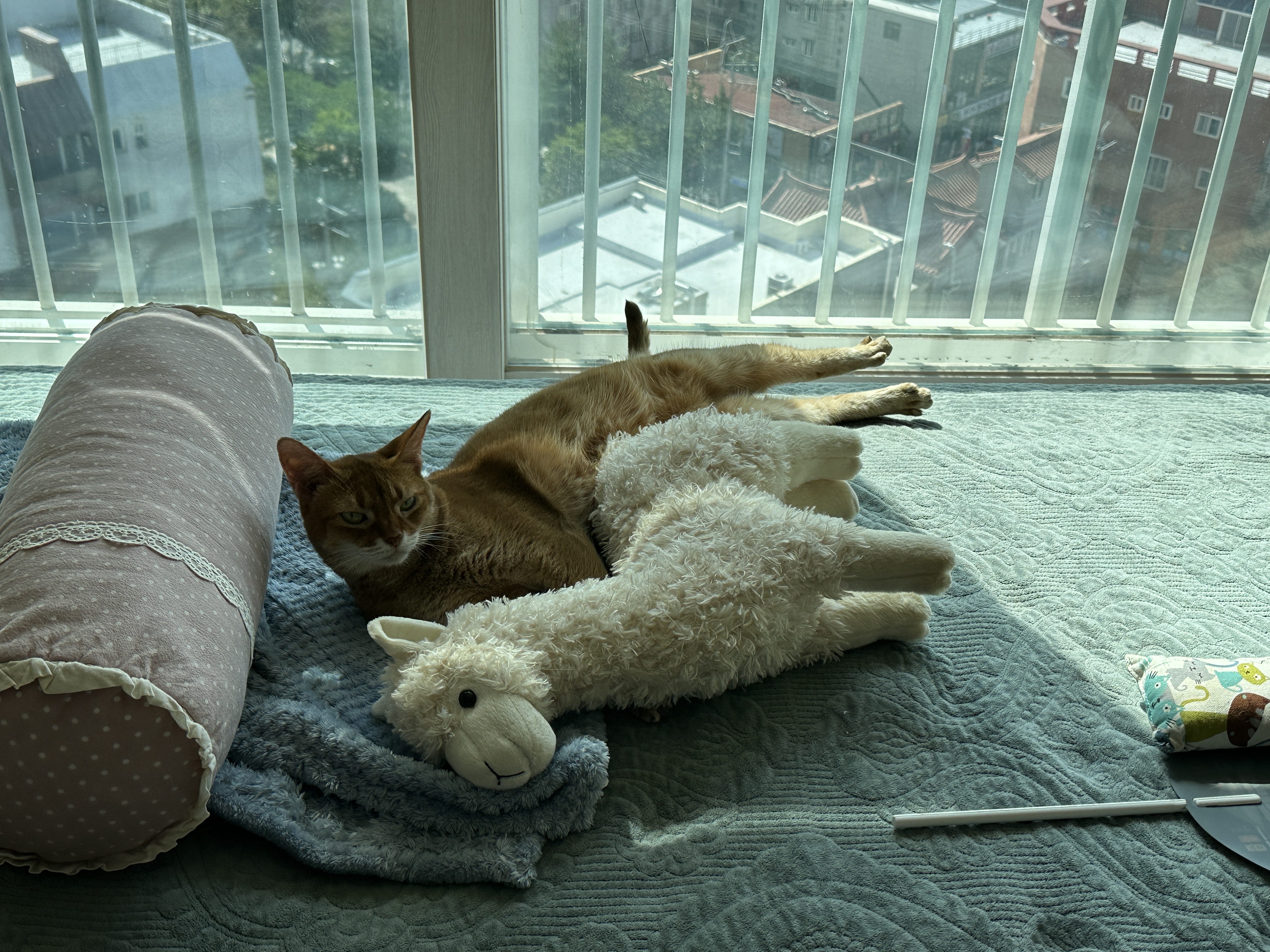 라마_인형이랑_똑같은_포즈로_누워서_엄마를_쳐다보는_루나