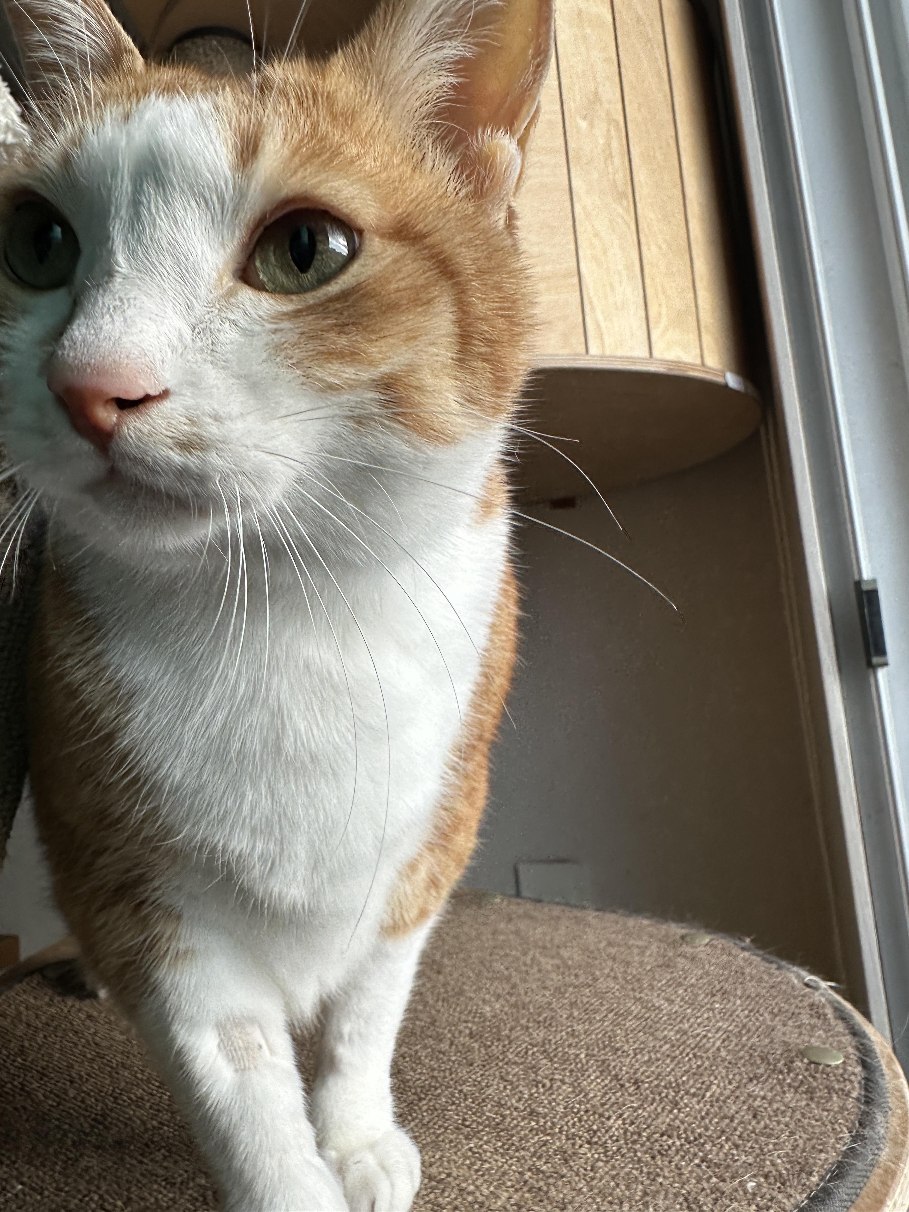 캣폴에서_엄마랑_아이컨택하면서_애교부리는_호야_1