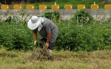 흰콩 파종시기와 거름 주는 방법 알아보기 1
