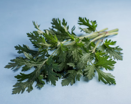 간에 좋은 음식 10