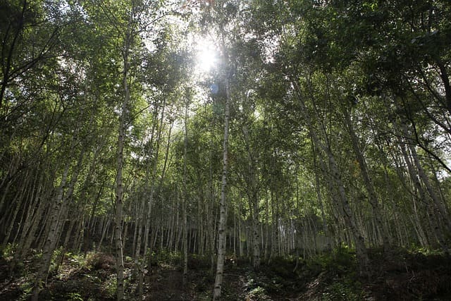 새집증후군 피톤치드 효과? 건강한 새집 생활을 위한 친환경 솔루션 완벽 가이드