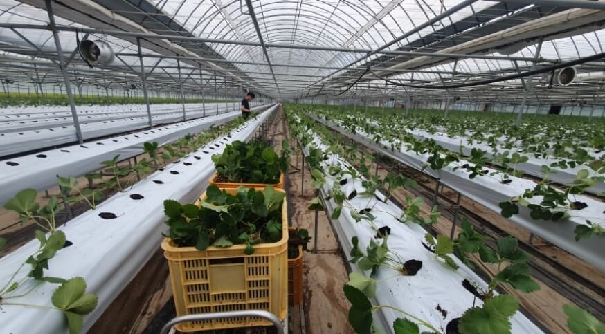 오늘N 2507회 수상한 가족 대구 군위군 딸기 블루베리 주문방법 황후농장 체험문의 왕비로 왔다가 무수리가 된 아내 귀농부부 이야기