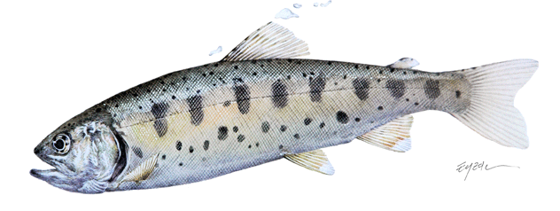 2025 화천 산천어축제