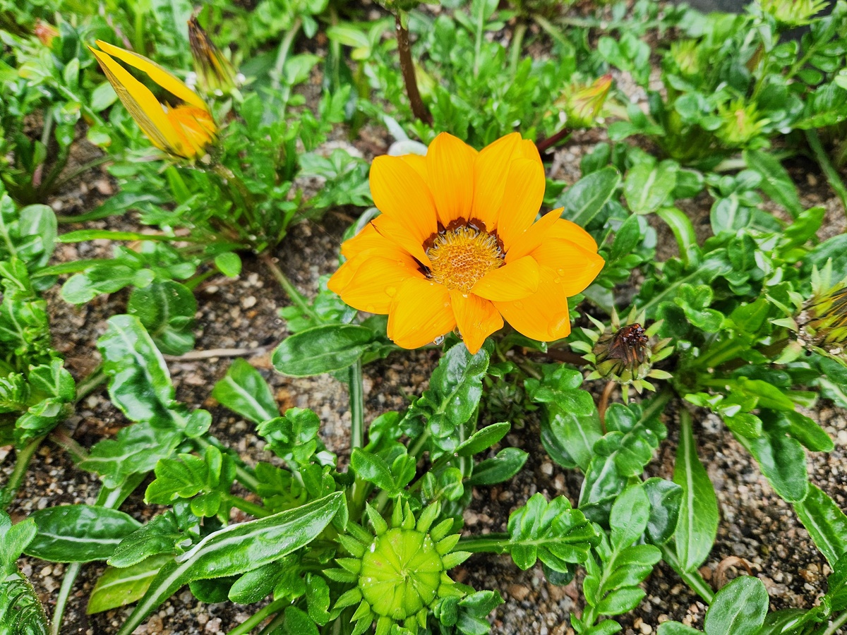 가자니아리겐스(태양국)