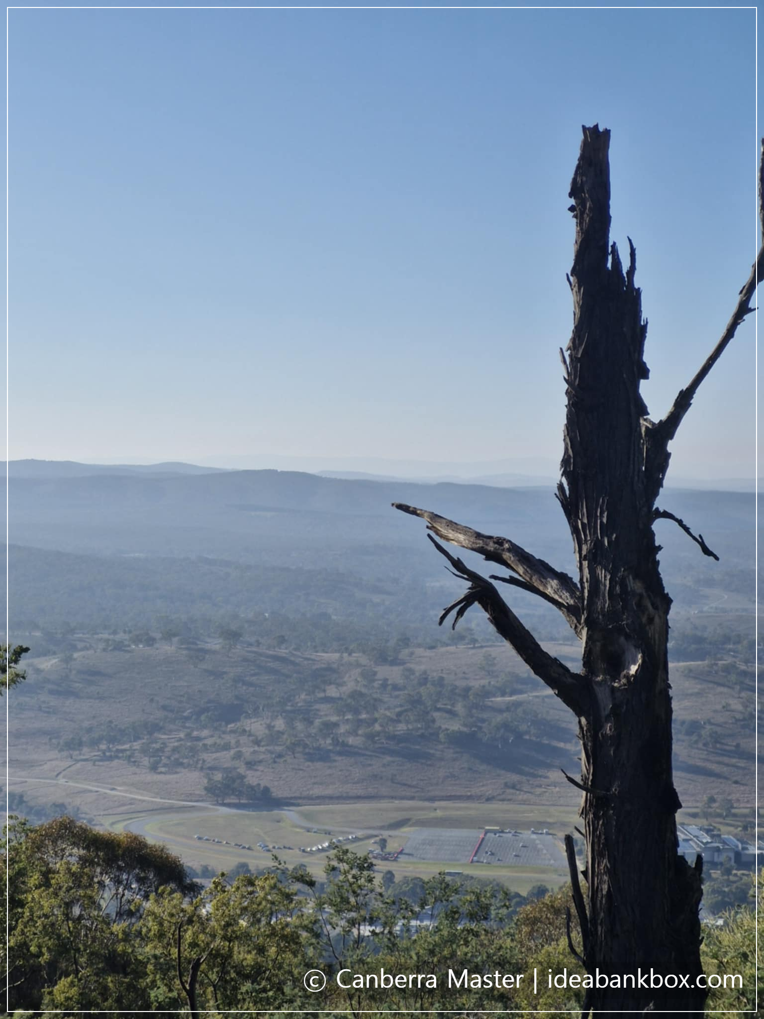산 중턱 풍경, 고목나무