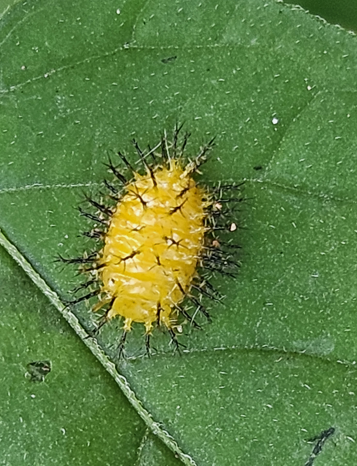 큰이십팔점박이 무당벌레4