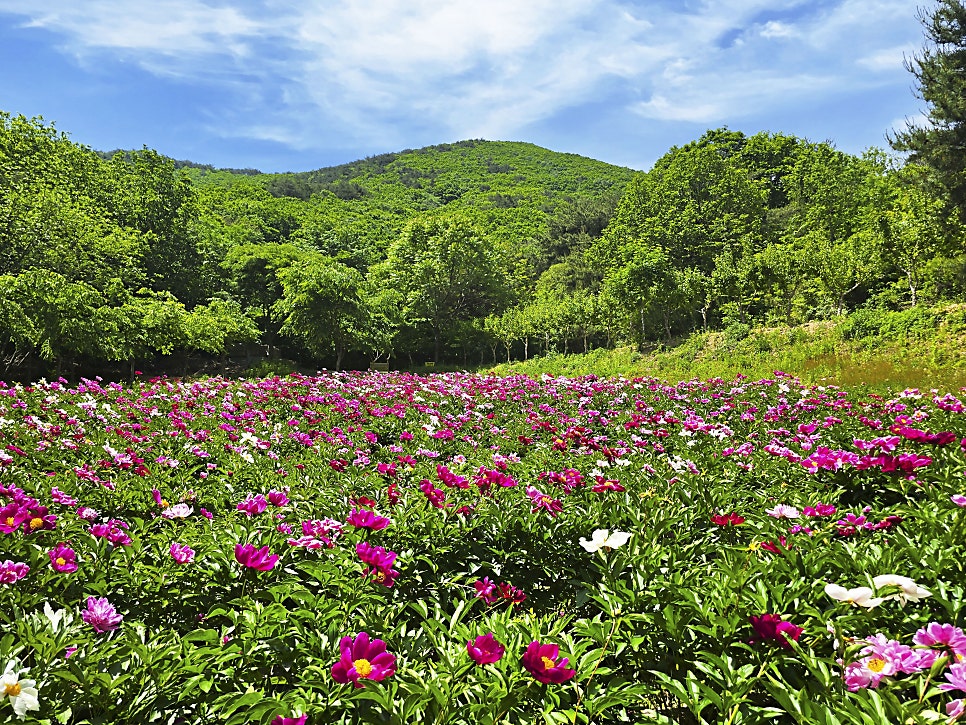 [5월 여행]영천작약꽃축제❘영천 삼창리&middot;정각리 작약꽃밭, 그리고 보현산약초식물원까지
