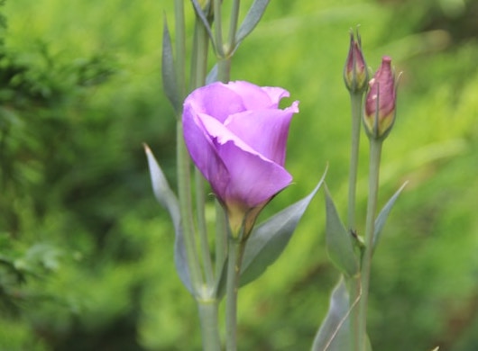 리시안셔스 키우기