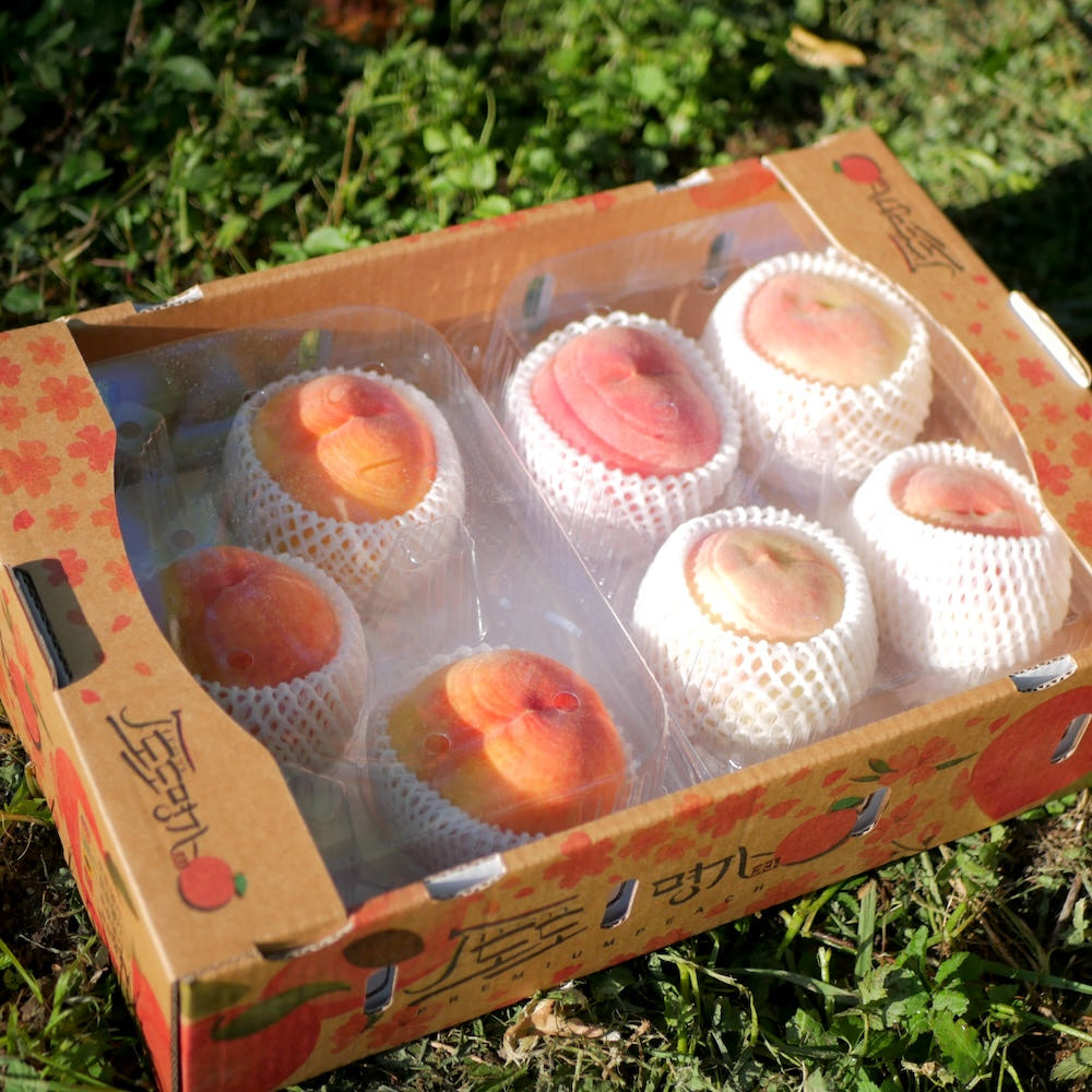 생방송투데이 복숭아