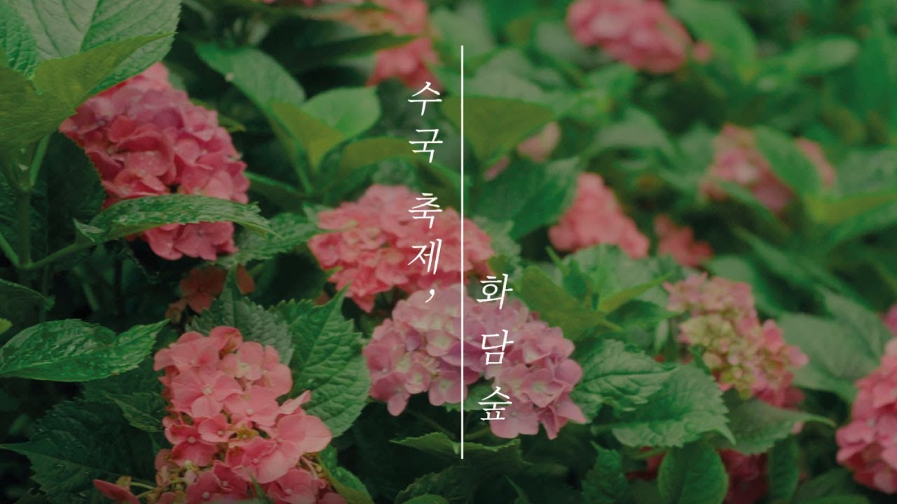 화담숲 여름 수국 축제 사전예약 바로가기