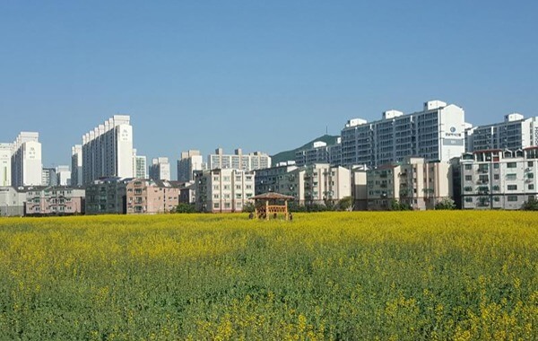 계양꽃마루 코스모스