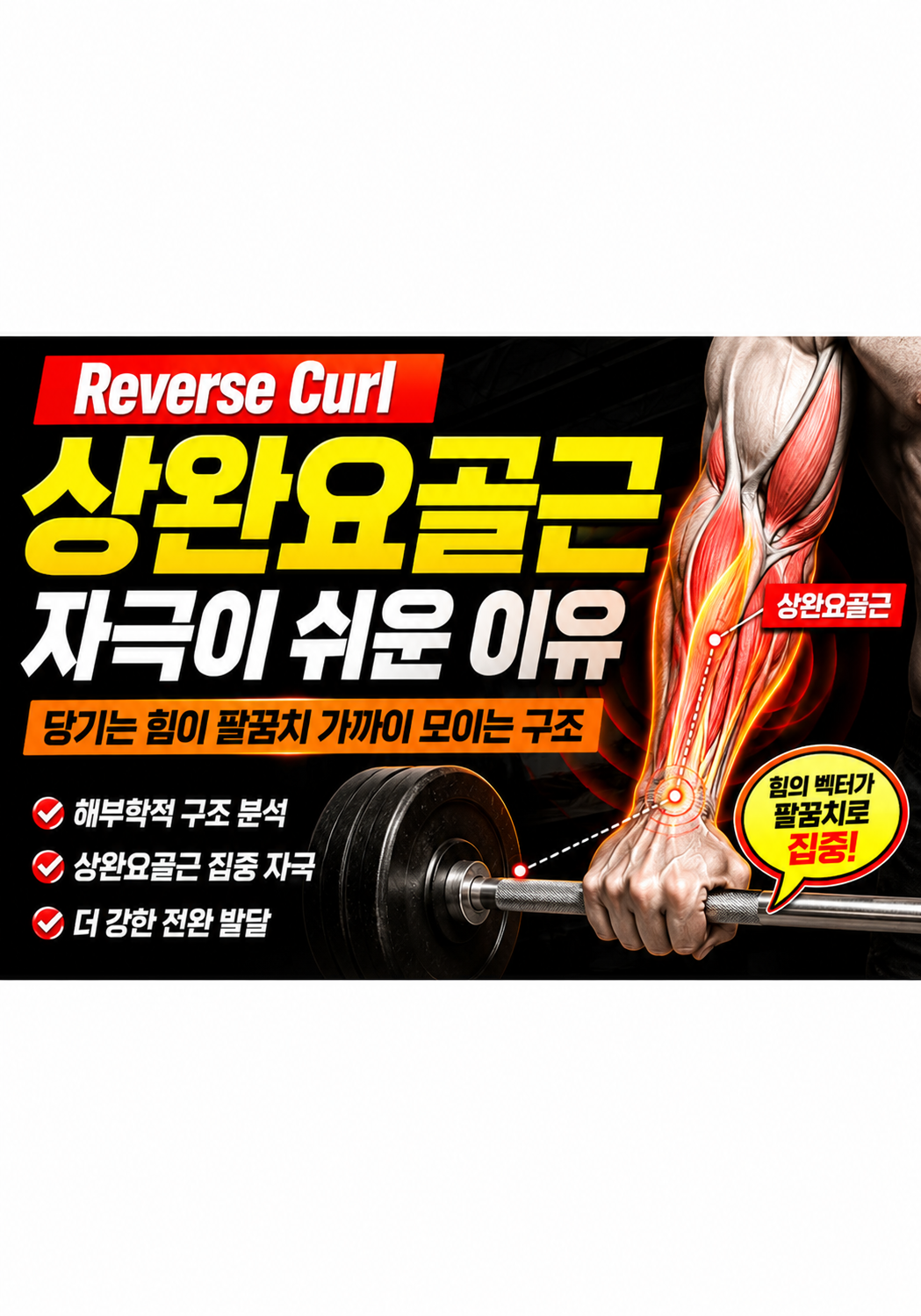 Reverse Curl이 상완요골근 자극이 쉬운 이유