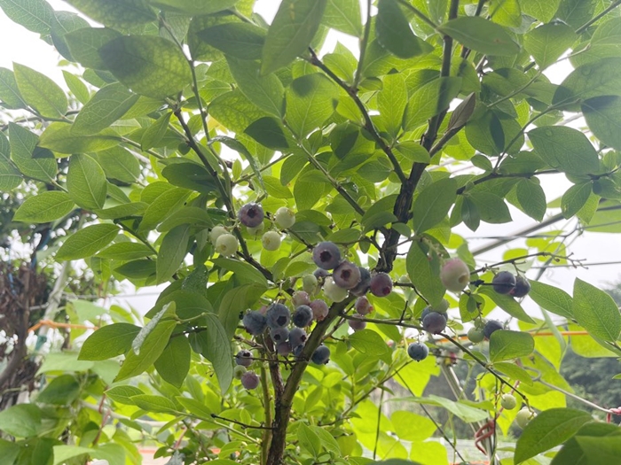 140cm키-블루베리-묘목