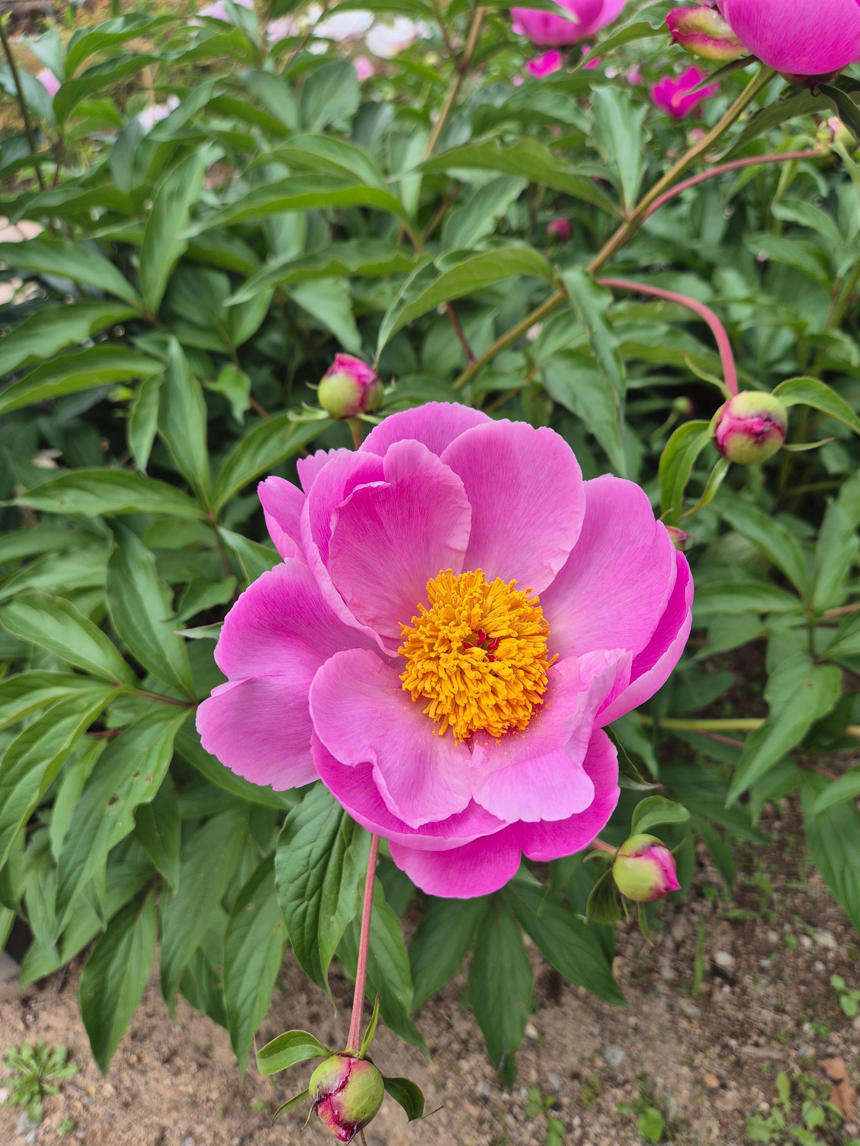 봉하마을 작약 , 봉화마을 꽃