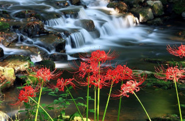 전라도 봄 축제 여행지 Best 5 (가족, 1박2일, 추천)