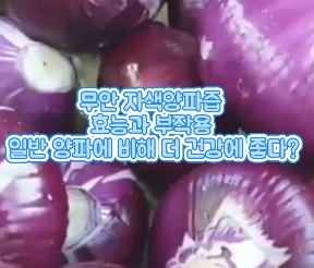 무안-자색양파즙-효능-부작용-영양성분