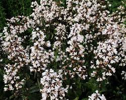 자엽 펜스테몬 이미지 사진