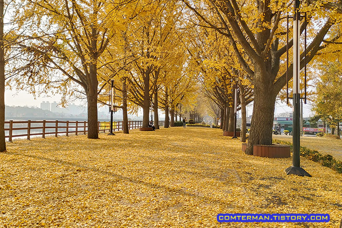 아산 곡교천 은행나무길