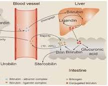 40대 대사 노화 메커니즘 — 인슐린 저항성·미토콘드리아 저하·근감소증 동시 진행
