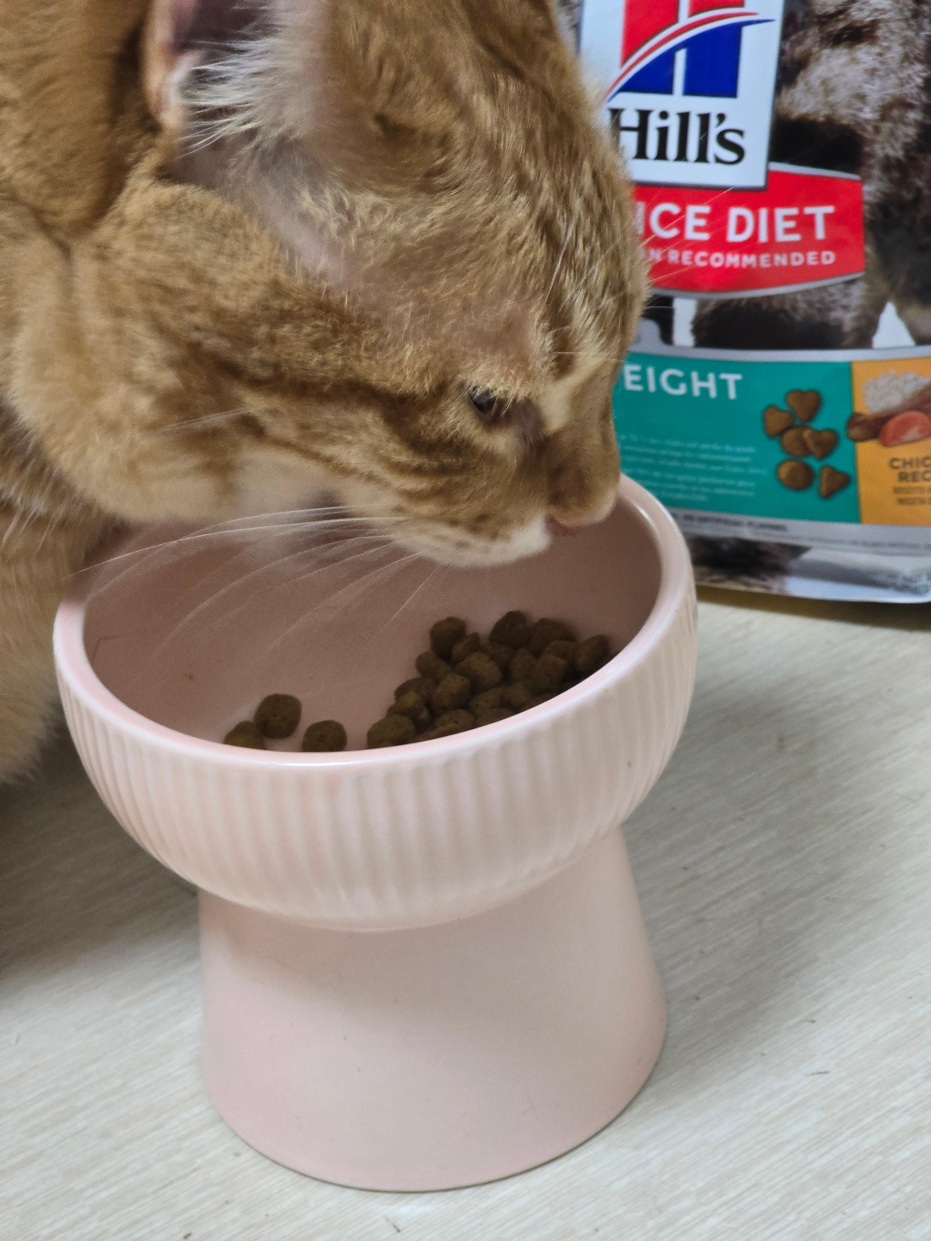 힐스캣퍼팩트웨이트 사료 후기5