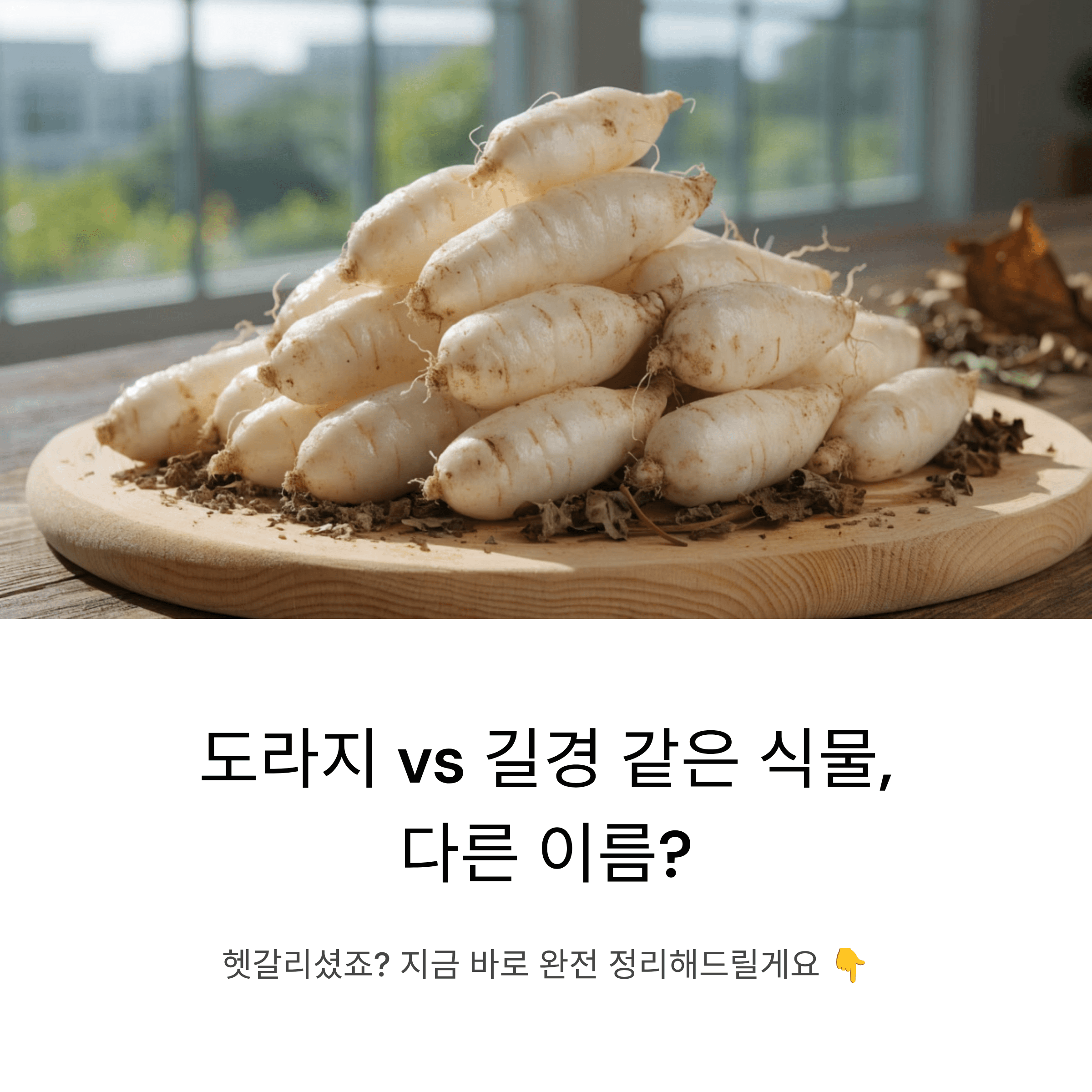 도라지와 길경이 헷갈리는 분들을 위한 완전 정리, 같은 건지 다른 건지 지금 바로 알아보세요