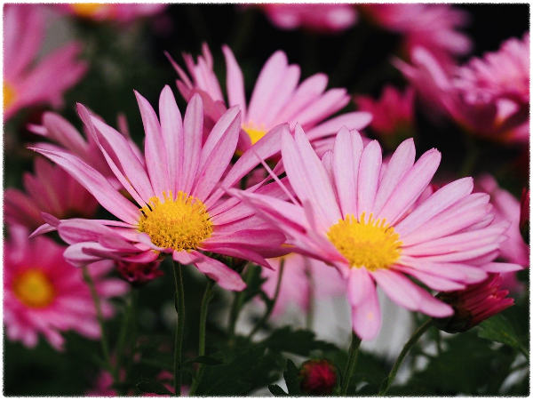 인도항공기사고