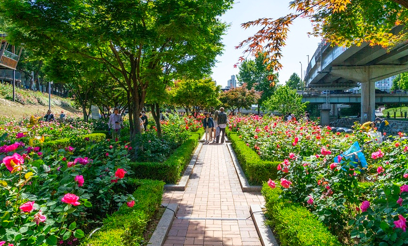 중랑 장미공원2