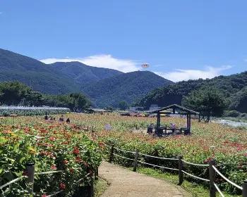 평창 백일홍 축제_34