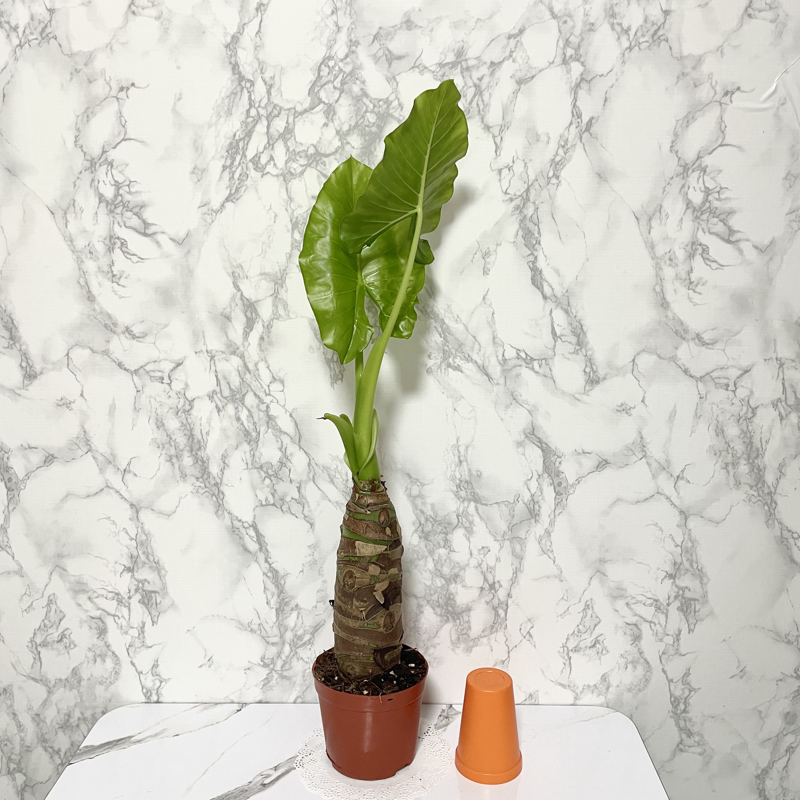 알로카시아 키우기&amp;#44; 종류&amp;#44; 번식&amp;#44; 꽃말