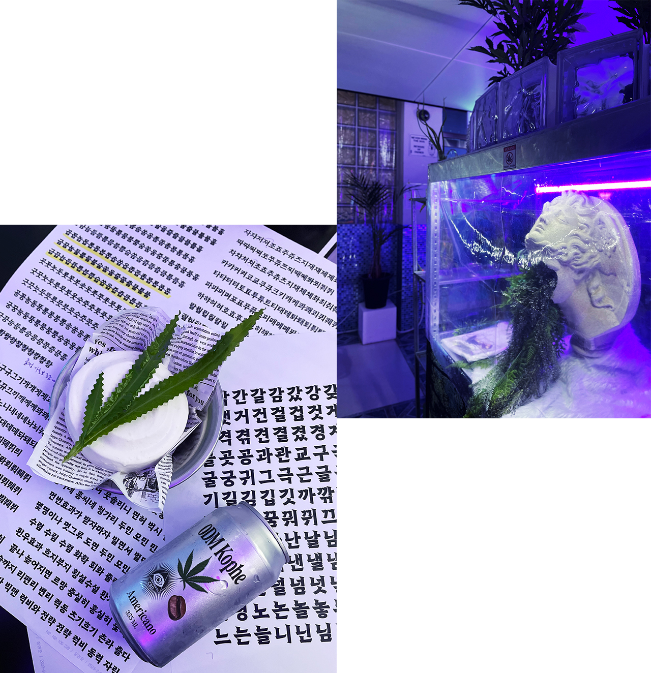 타입나누기 초월체 오대마