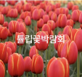 태안 튤립축제