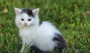 길냥이에게 간택받는 방법 4가지