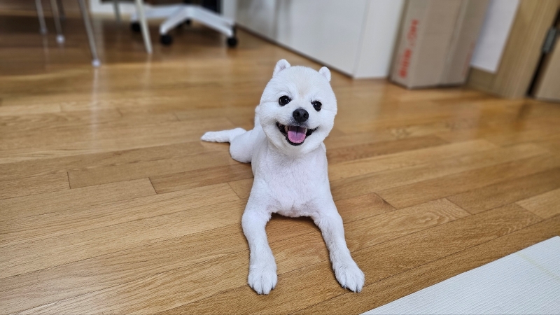 폼피츠 미용3