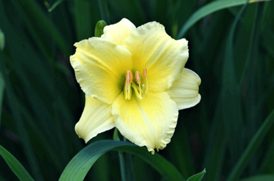 연노란색의 커다란 백합이 활짝 피었다. 초록색의 기나긴 잎들도 수북하다.