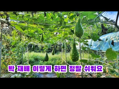 박 재배 직파 심기 순 따기 말림 보관_3