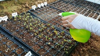 희귀 작물 발아 사진