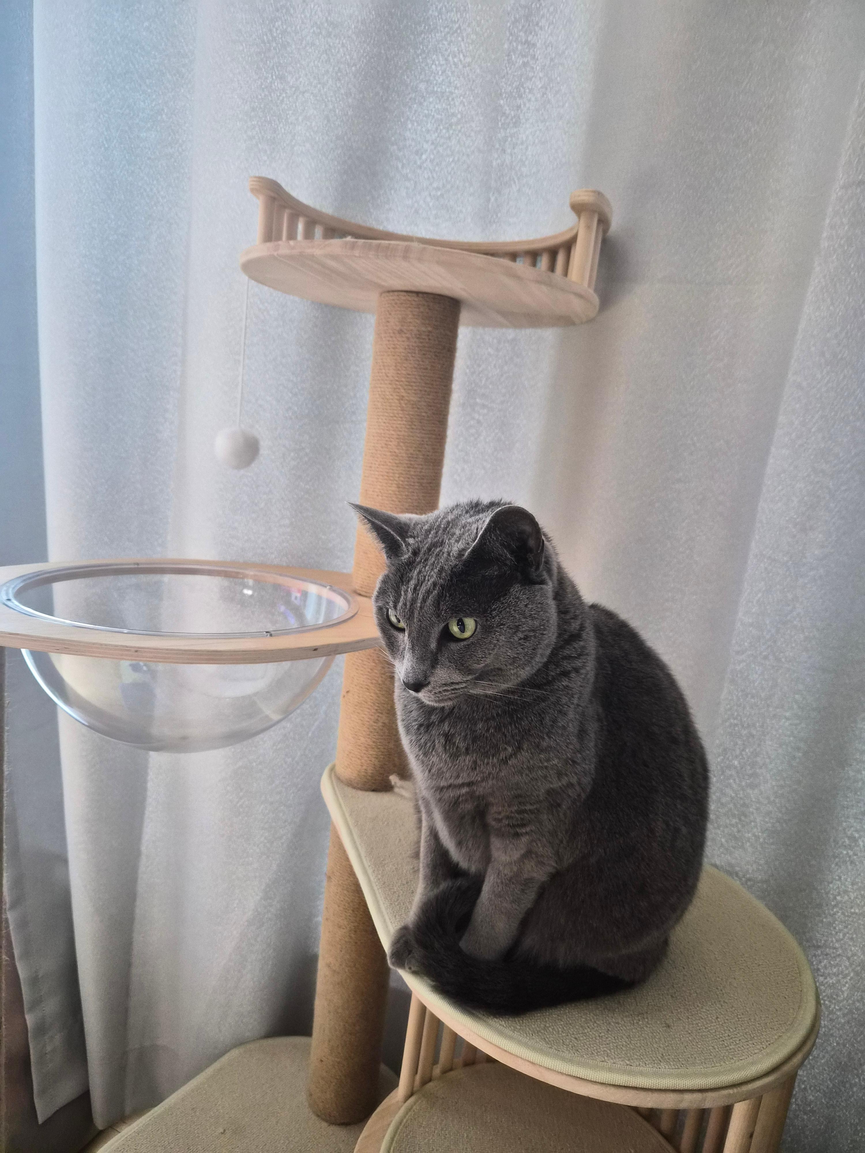 고양이 사진