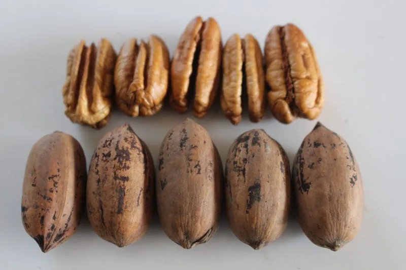 피칸 재배 기후 선택 전정 포인트 열매 건조_3