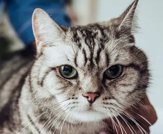 고양이 지방간 (간 리피도시스)