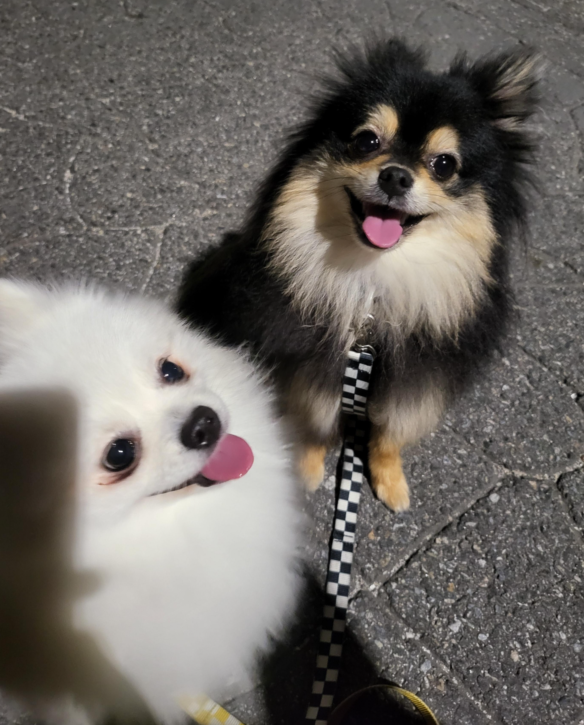 산책중인 하콩&amp;달콩
